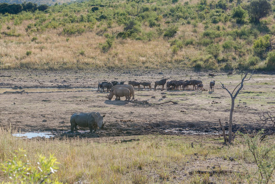 Rhinoceros. Pilanesberg national park. South Africa.
