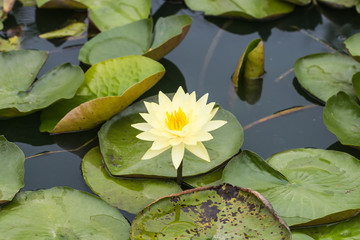beautiful lotus in pond
