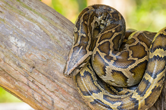 Reticulated python or Python reticulates