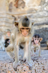 Baby monkey in Lopburi, Thailand.