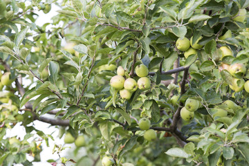 Apple Tree