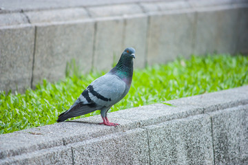 Pigeon