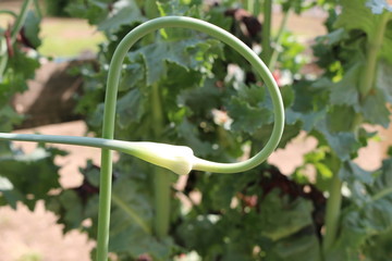 verdrehter knoblauch
