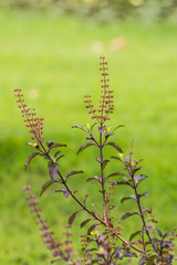 sweet basil in garden