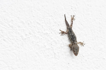 gecko on a white wall
