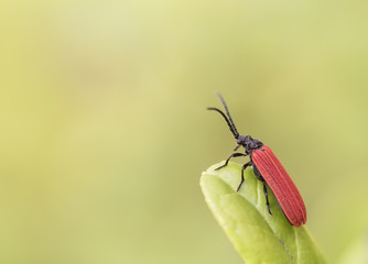 Pyropterus nigroruber