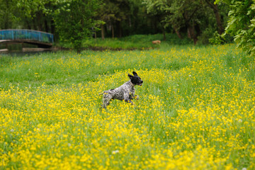 Happy dog running through a meadow with buttercups