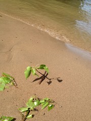 Am See