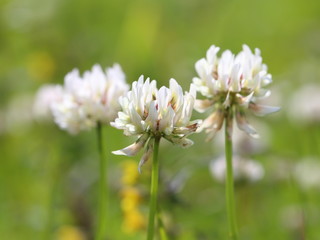 White flowers of a clover