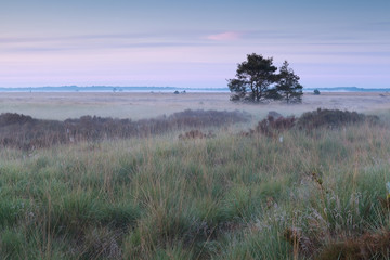 misty summer sunrise on marsh