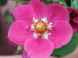 Blüte einer Erdbeere
