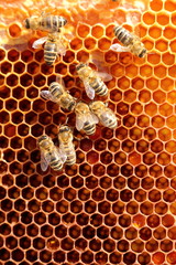 Bienenteam