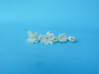 Jasmine Blue Background