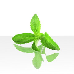 stevia sugar substitute herb with shadow in white background