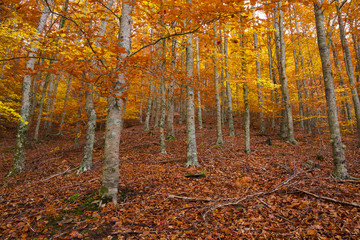 Beech forest in Autumn
