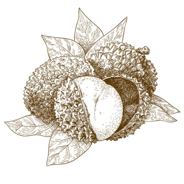 engraving  antique illustration of lychee