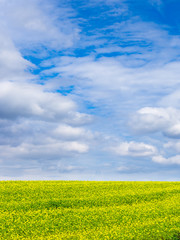 キガラシの咲く丘