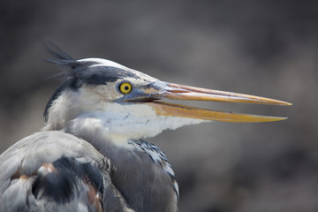 Great blue heron with its neck pulled in, Galapagos