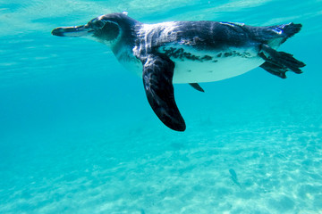 Galapagos penguin swimming underwater. Galagapos, Ecuador