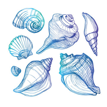 Vector set with sea shell isolated on white. Vector illustration. Watercolor.