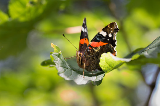 Adminral-Schmetterling