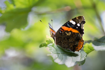 Admiral-Schmetterling