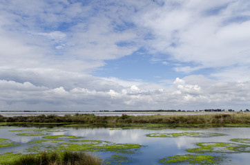 Landscape of the Camargue