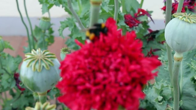 Hummel beim best&auml;uben
