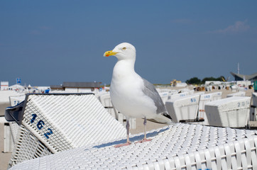 Möve am Strand (Meer) unter blauen Himmel auf Strandkorb 1