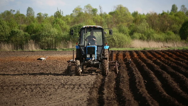 Farmer in tractor and birds preparing land for sowing.