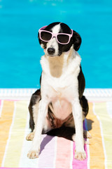 Funny dog with sunglasses on summer at swimming pool