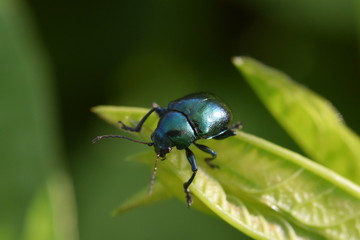 ヨモギハムシ © kikisora