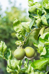Green lime hanging on the tree in garden.