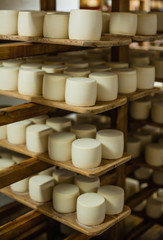 wheels of cheese in a maturing storehouse dairy cellar