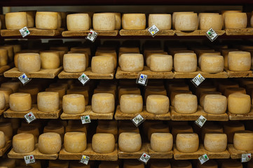 wheels of cheese in a maturing storehouse dairy cellar