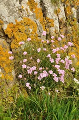 Armeria maritima pink sea growing on a dune