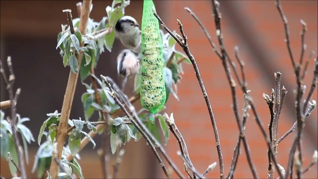 Futterstange f&uuml;r Wildv&ouml;gel im Wuinter