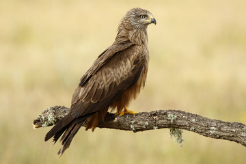 Black Milano( Milvus migrans ) perched on his perch