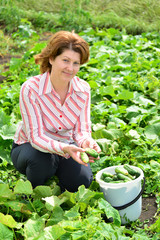 Woman harvests of cucumbers on  summer residence