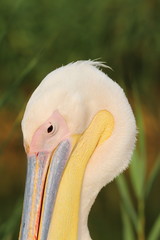 great pelican portrait over green background