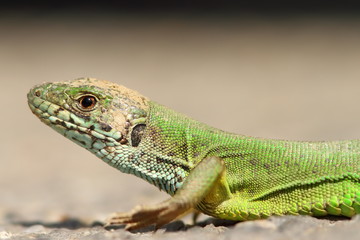 green lizard portrait