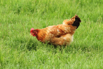 hen grazing on meadow
