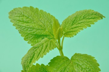 lemon balm,(Melissa officinalis)