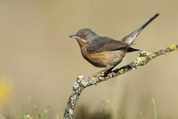 Shrike( Lanius senator) , perched on a branch after the bath