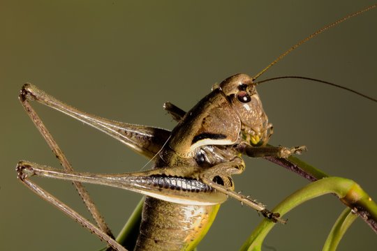cavalletta, locusta,  su ramoscello