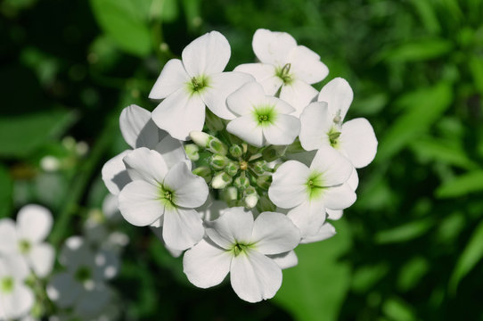 Hesperis pseudonivea. Beautiful white flowers close-up.