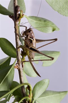 cavalletta, locusta,  su ramoscello
