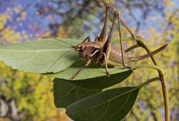 cavalletta, locusta,  su ramoscello