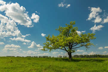 Fototapeta na wymiar Field fnd tree before blue sky with clouds.