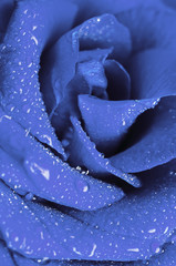 blue rose in drops of water
